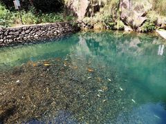 -芦茨金富饭庄·25年老字号·专做稻草鸡