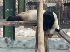 -栾川竹海野生动物园