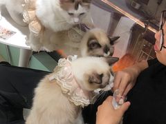 -怪兽屋·羊驼·猫咖·狗咖(俊华广场店)