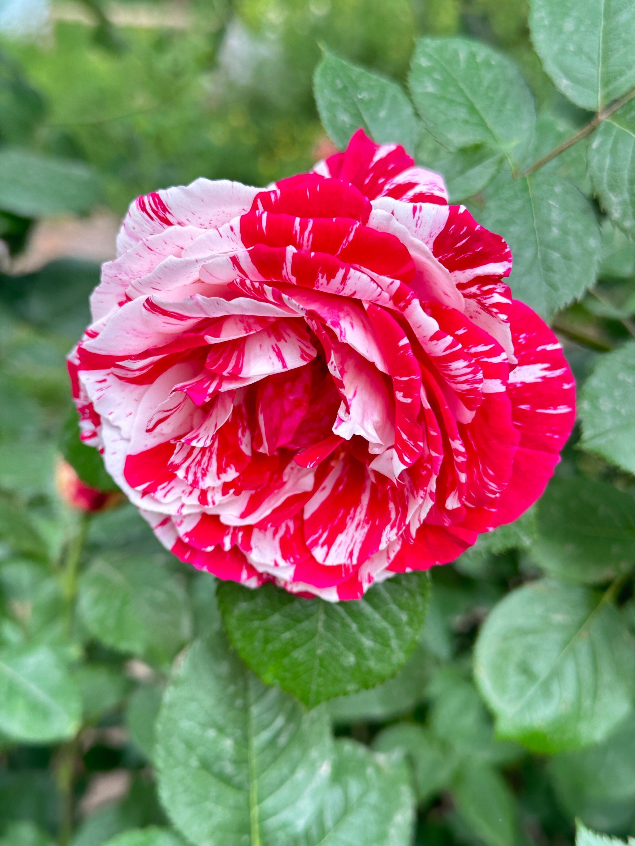 小区里的双色月季🌹