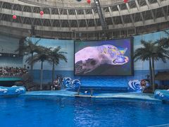 -海合安成都极地海洋公园