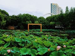 -陈家山荷花公园