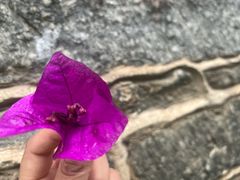 -寂照庵