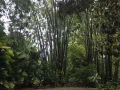 -新加坡植物园