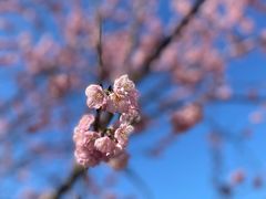 -顾村公园