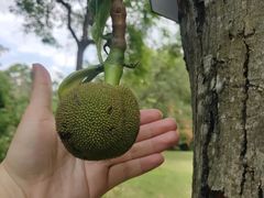 -广西壮族自治区药用植物园