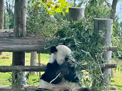 -西霞口神雕山野生动物世界