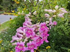 -东莞植物园