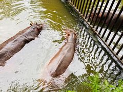 -海南热带野生动植物园