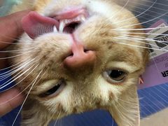 -芭比堂宠物医院·全科爱猫医院·仁德分院