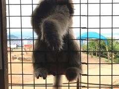 -岚山猴子公园