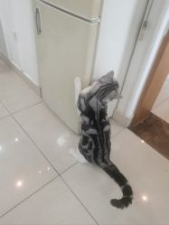 -长沙纹身·龙堂刺青·三土师傅的店