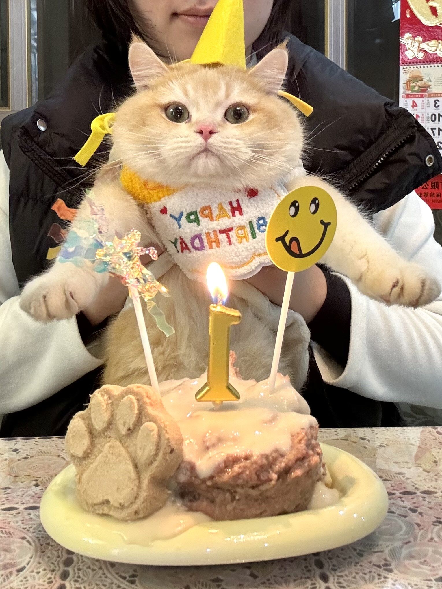 给小猫过生日啦