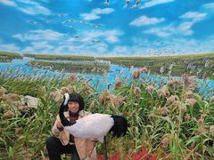 -盐城丹顶鹤湿地生态旅游区