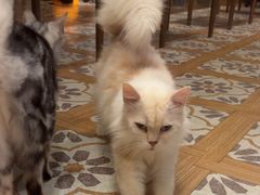 -猫猫幼稚园·撸猫·桌游·电玩