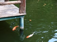-孔氏南宗家庙