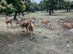 -西安秦岭野生动物园