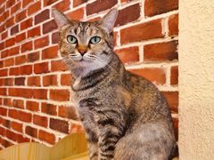 -猫友咖啡店(玉林西路店)