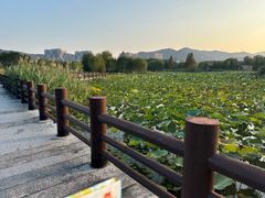 -长兴太湖图影湿地文化园