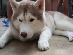 -TrueLove @ Neverland (Husky Cafe)
