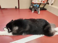 -和它·交个朋友·狗咖猫咖(爱琴海店)