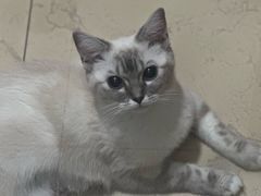 -宠福鑫康馨动物医院·骨科·眼科