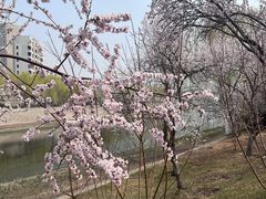-桃花堤公园