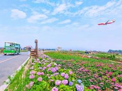 -空港花田景区