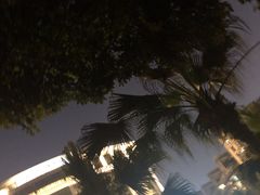 -神仙树公园