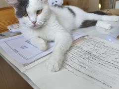 -喵园·猫主题咖啡厅·撸猫·猫咖(国贸店)