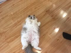 -momokira米努特·德文卷毛猫·棉花面纱犬