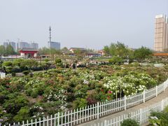 -曹州百花园