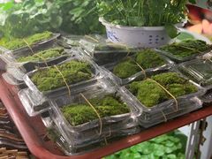 -万商花鸟市场