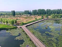 -微山湖红荷湿地景区