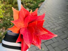 -郑州植物园
