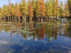-白鹭湾湿地公园