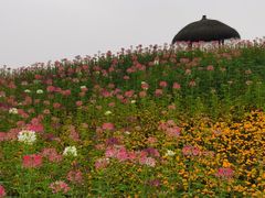 -径山花海