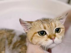 -袖虎宠物(锦绣生态园店)