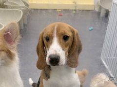 -有喵·猫咖·狗咖·30几只猫10只小狗(岗厦店)