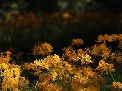 -杭州植物园