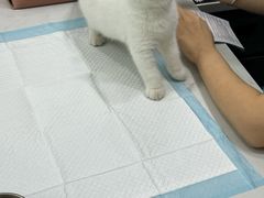 -pd派德宠物中心医院24H急重症·眼科中心·血液透析中心(嵩山北路店)