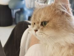 -琪喵猫屋·撸猫猫咖·猫舍