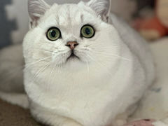 -翊宠yipet猫狗购宠庄园