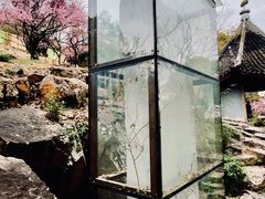 -香雪海