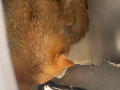 -瑞派宠物医院·犬猫全科·猫友好(宾水西道店)