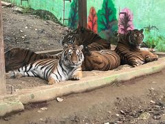 -栾川竹海野生动物园