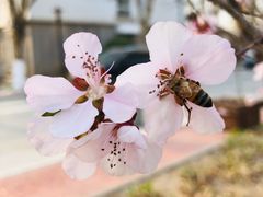 -首都师范大学科德学院