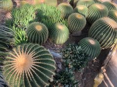 -北京植物园-展览温室