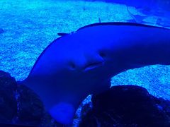 -烟台海昌鲸鲨海洋公园