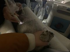 -凯瑞希宠物医院·狂犬免疫·微创·皮肤科